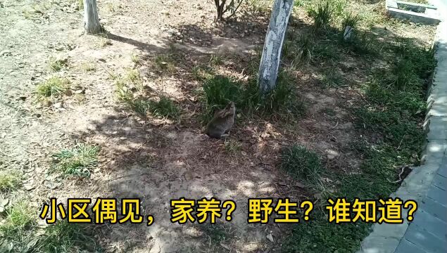 小区偶见,家养?野生?谁知道?