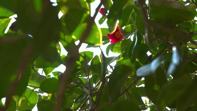 漫山红花油茶已盛开,只等你来!