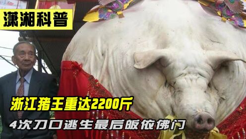 浙江重达2200斤“传奇猪王”，4次刀口逃生，皈依佛门后寿终正寝_高清1080P在线观看平台_腾讯视频