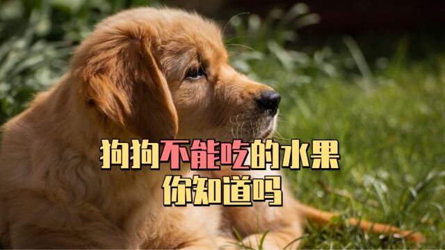 狗狗不能吃的水果有哪些,你知道吗?