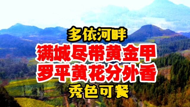 云南罗平多依河畔满城尽带黄金甲