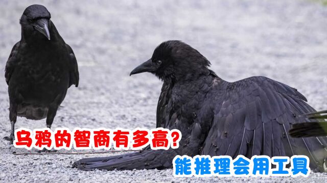 乌鸦的智商有多高?能推理会用工具,报复心还贼强