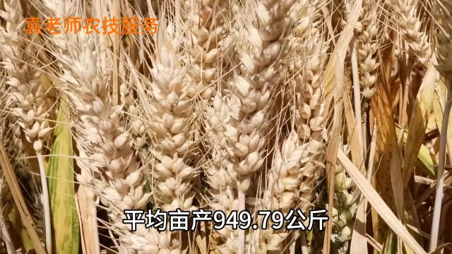 这10个小麦新品种,亩产都超过900公斤,看看都是哪些品种