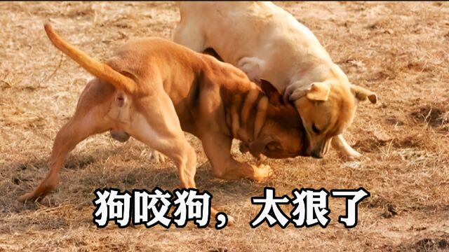 狗咬狗,太狠了!