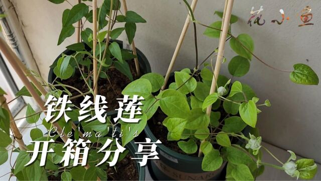 小花苗也有大乐趣—铁线莲