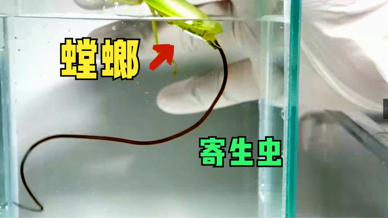 铁线虫,最可怕的寄生虫,以宿主内脏为食!