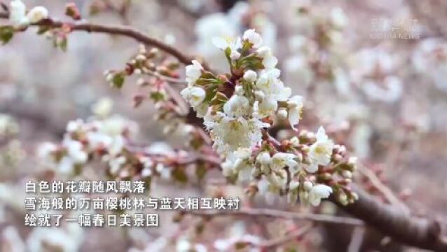 云南鲁甸:万亩樱桃花盛开