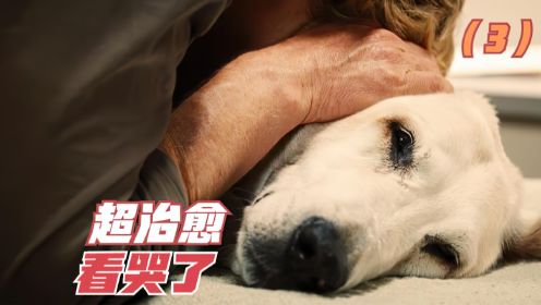 一部超治愈的狗狗电影，结尾把我看哭了，根据真实故事改编（3）