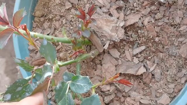 小镇种花日记,实在没法压枝的月季就找个向阳的墙角斜躺起来吧,效果杠杠滴~