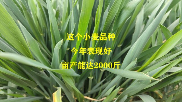 去年这个小麦品种,亩产达999公斤,今年能不能突破2000斤