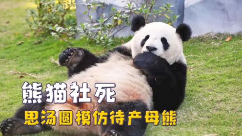 大熊猫的社死瞬间，思汤圆模仿待产母熊，福宝乱拉青团被抓住