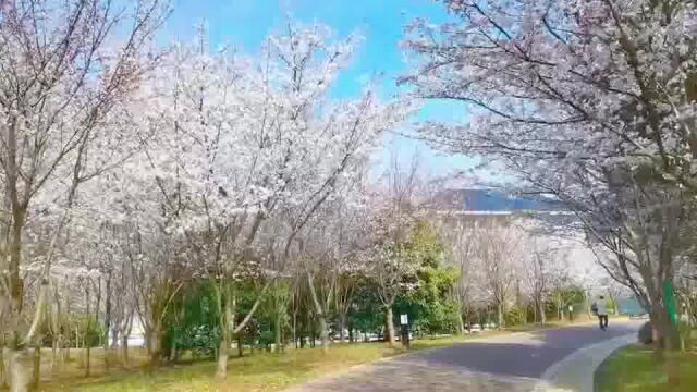 镇江南山“绿肺”竟藏着600米长的樱花大道