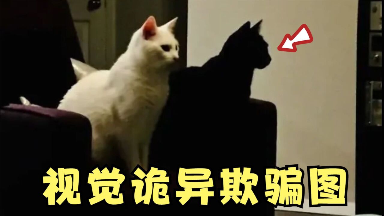 诡异的视觉欺骗图，看完让人怀疑眼睛！_腾讯视频
