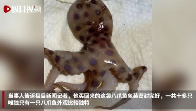 消费者称在袋装八爪鱼中发现疑似“蓝环章鱼”,厂家表示绝无可能,市监部门:将调查