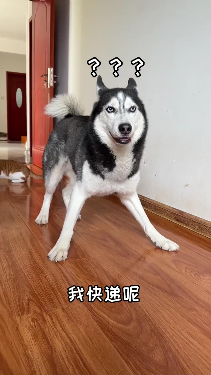 今天真的有可鲁可鸭的快递