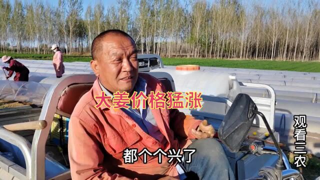 大姜价格猛涨,八九块一斤,个个姜农喜笑颜开,今年再狠狠种一年