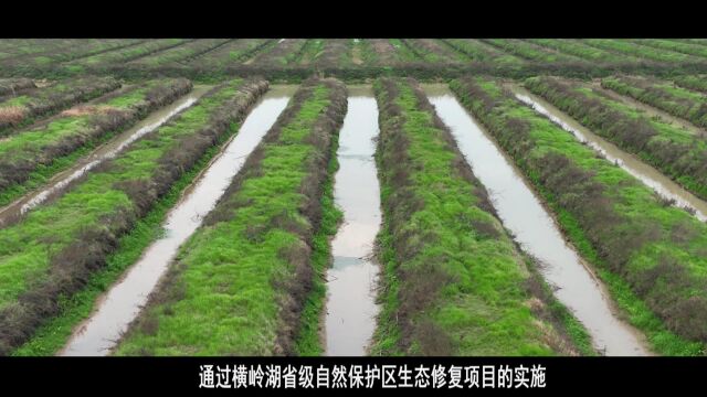 岳阳市湘阴县横岭湖省级自然保护区生态修复案例