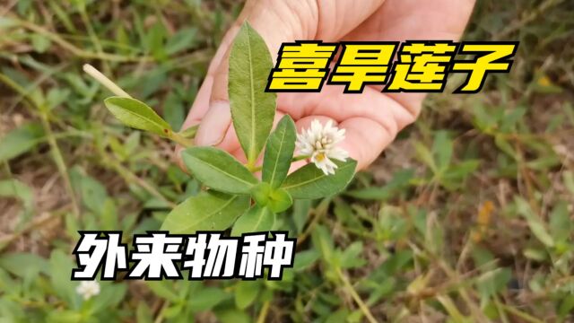 难道说农民厌恶的随日军一起侵华喜旱莲子草,真的是一无是处吗?