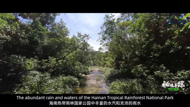 海南吊罗山雨林深处,栖息着一种淡水龟,名叫平胸龟