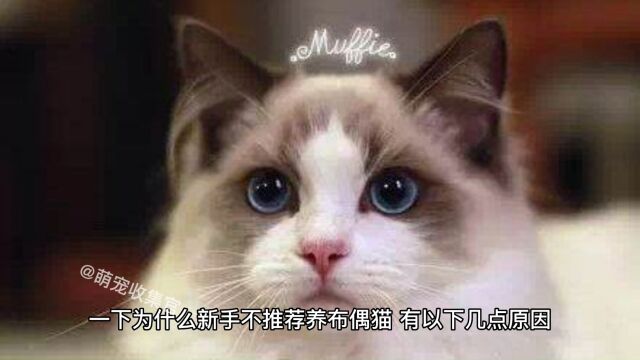 新手养猫攻略之布偶猫,为什么新手不推荐养布偶猫?业内几点说法