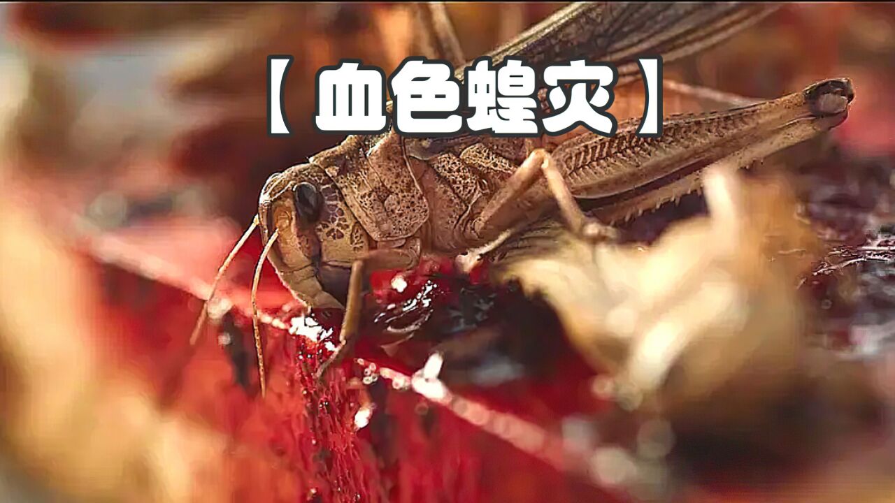 女人用自己的血液喂养蝗虫,导致蝗虫变异!