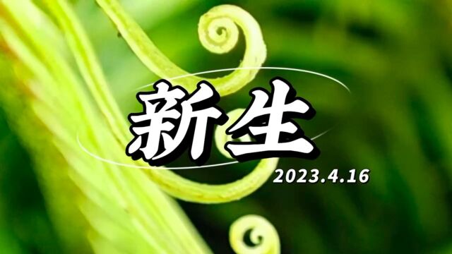 新生 新的故事慢慢生长 2023年遇见春天植树节