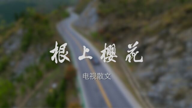 电视散文《根上樱花》,生命短暂,珍惜放飞