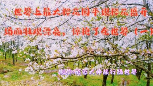 世界上最大樱花园平坝樱花盛开场面壮观漂亮，惊艳了全世界（一）