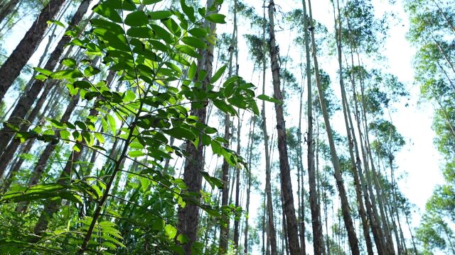 云南卫视《种植前线》第十七期——桉树林的好帮手