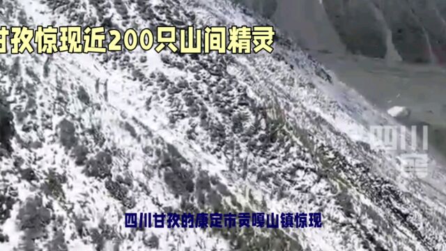 四川康定贡嘎山镇:近两百只岩羊奔跑的秘密