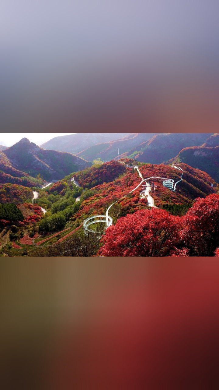 "感谢本地市民五一让景于客",淄博红叶柿岩景区于5月4日至5月12日为