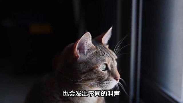 为什么猫会发出“喵喵”声?探究猫咪叫声的原因和作用