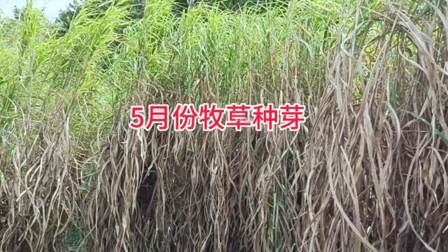 2023年5月份的牧草种芽,它是贵州高原巨菌草,牛羊养殖专用牧草 #高产牧草 #牧草种植与利用