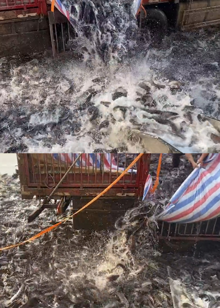 货车拉2万多斤鱼卸货操作失误,数千条鱼散落一地,老板:没经验,就当交