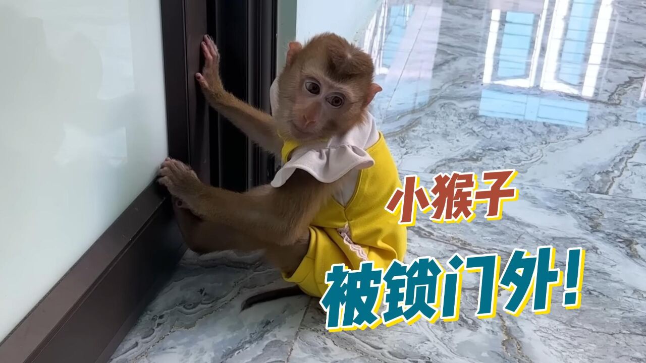 小猴子被锁在门外, 妹妹哭红了双眼,妈妈脾气大爆发,太反常了!