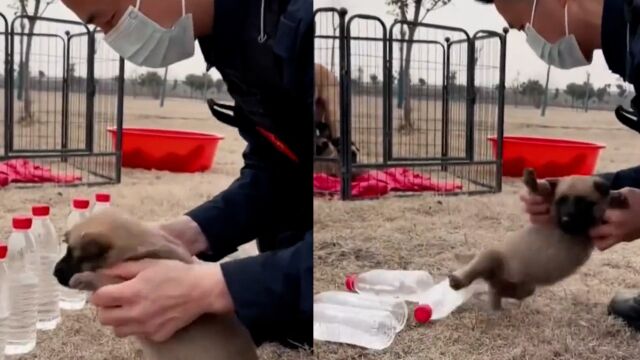 警犬训练员抱着小奶狗,传授了一套“拳法”:警犬就要从小培养