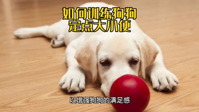 如何训练狗狗定点大小便