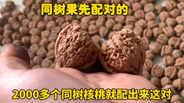 同树果南将石2000多个,就配出来一对漂亮的天使之翼