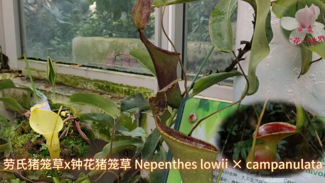 劳氏猪笼草x钟花猪笼草Nepenthes lowii * campanulata