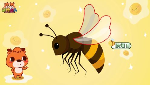 第18集  蜜蜂怎样将花蜜转变成蜂蜜