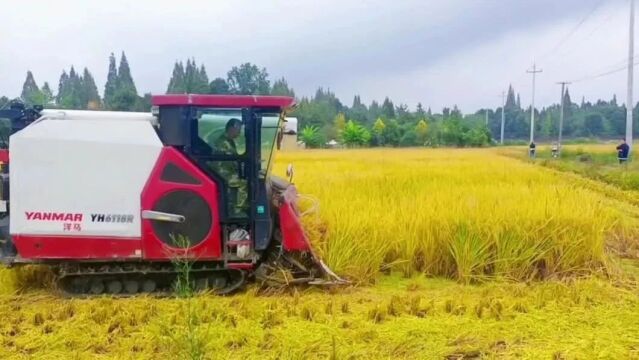 药满青山 禾谷飘香——“都江堰风物”石羊镇金秋丰收好礼