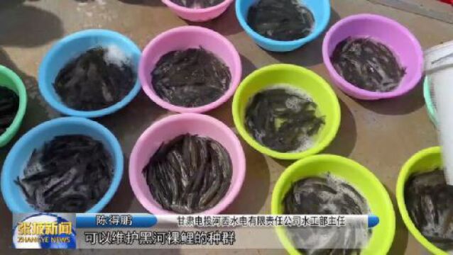 【视频】张掖市开展祁连山裸鲤人工增殖放流活动