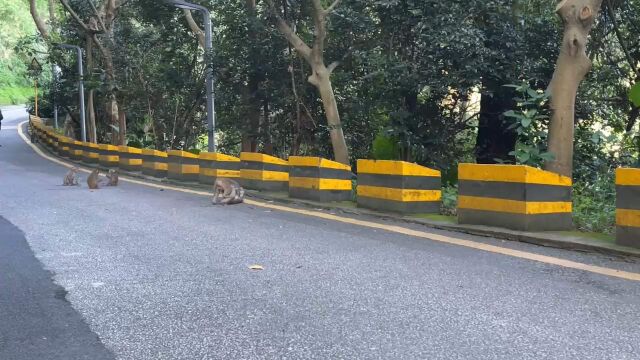 塘朗山上玩耍的猴子