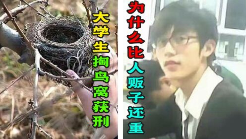 大学生成了偷猎犯!掏鸟窝被判10年半,网友喊话:完全不冤!_高清1080P在线观看平台_腾讯视频