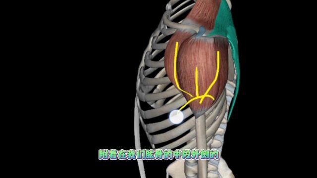 推拿必学肌肉,三角肌分前中后三部分,功能各有不同