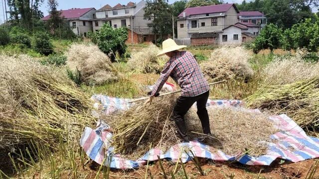 湖南油菜籽涨价太厉害了,看5月25日收多少钱一斤?这价格贵吗?