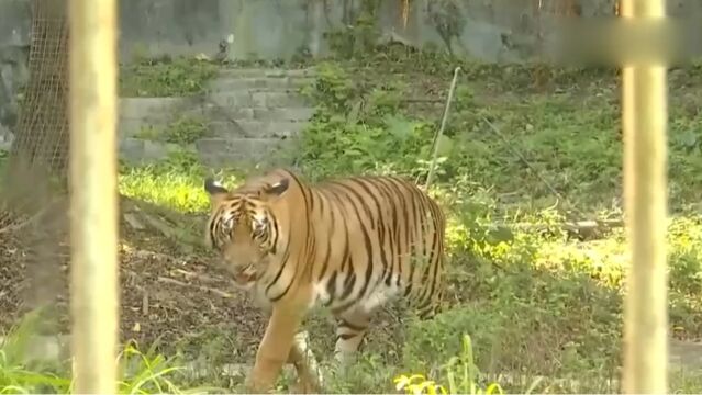 今天是第23个国际生物多样性日,濒临灭绝华南虎家族种群扩大