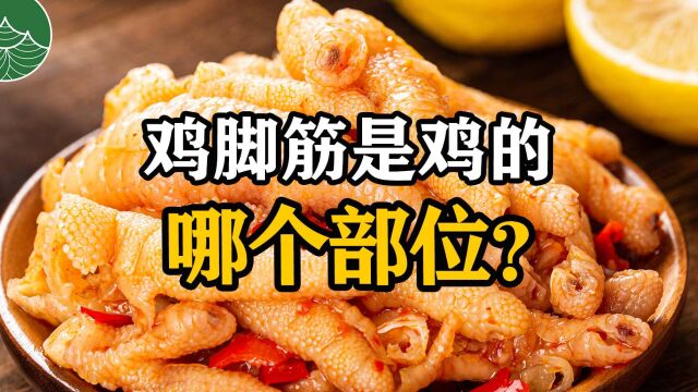 鸡脚筋是鸡的哪个部位?