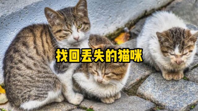 假如自己的爱猫丢了,应该如何找回