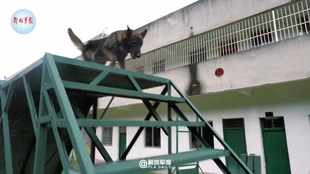 训练有素的军犬有多厉害 最后的握手萌到了!